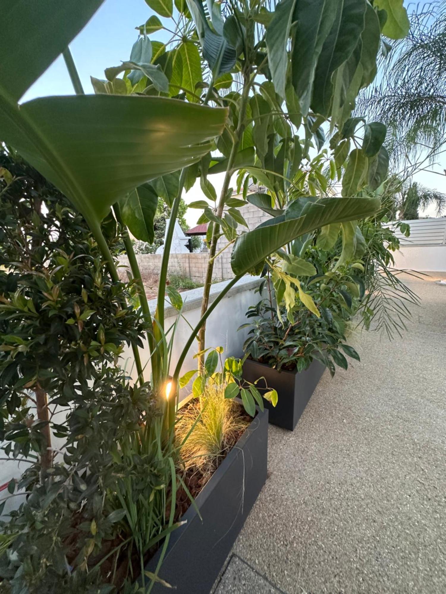 Valerian Palm - Napa's Secret Escape Vilă